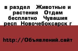  в раздел : Животные и растения » Отдам бесплатно . Чувашия респ.,Новочебоксарск г.